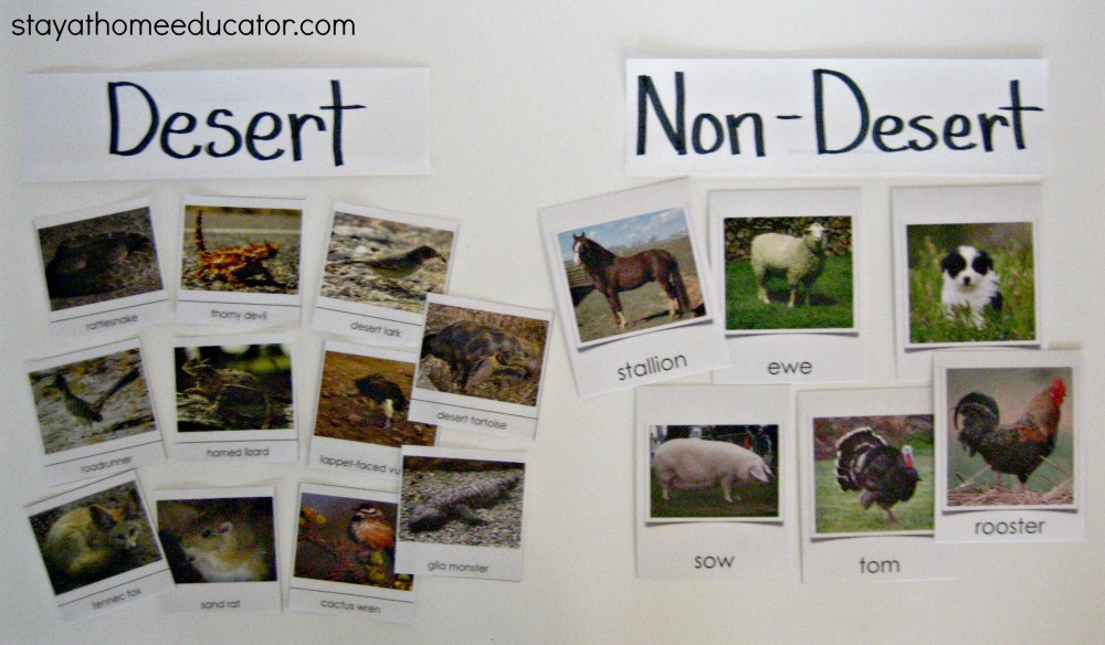 Desert Vs. Non-Desert Animal Sort - Stay At Home Educator