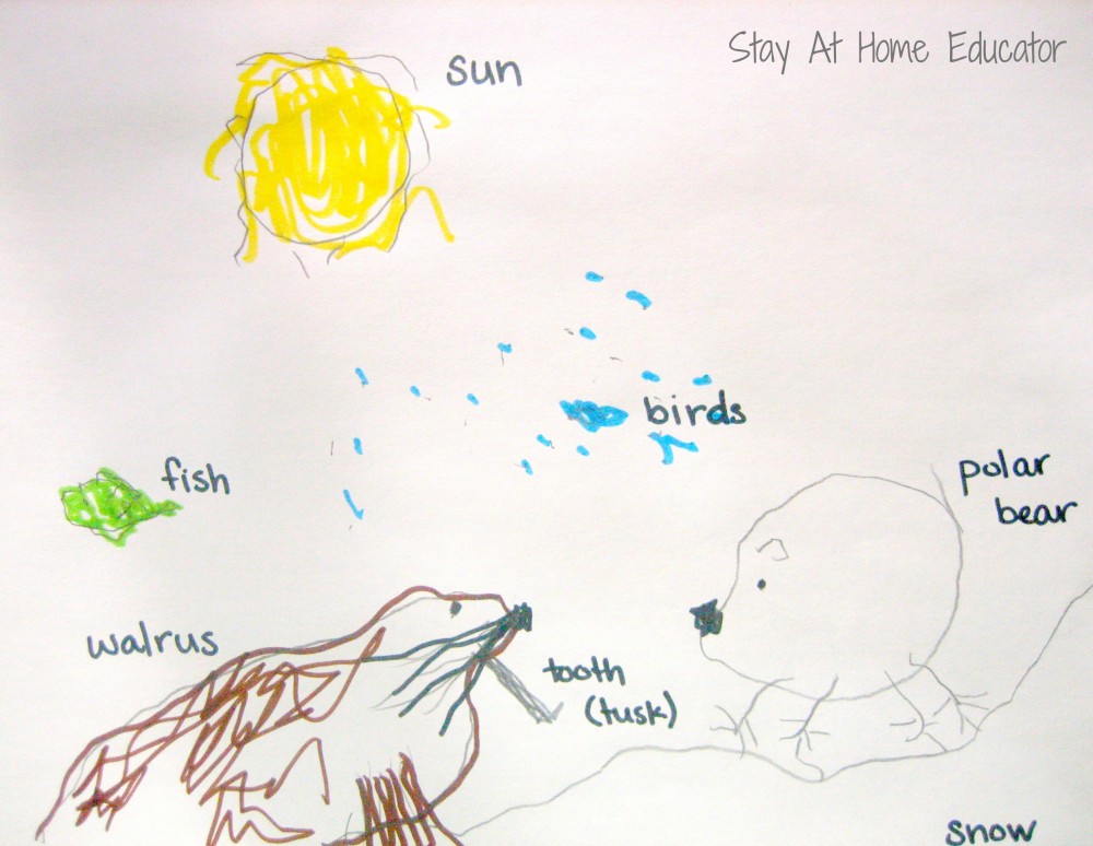 Arctic animals pictures with labels - Stay At Home Educator