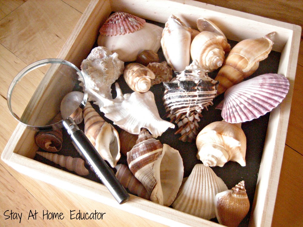 Examining seashells in ocean preachool unit - Stay At Home Educator