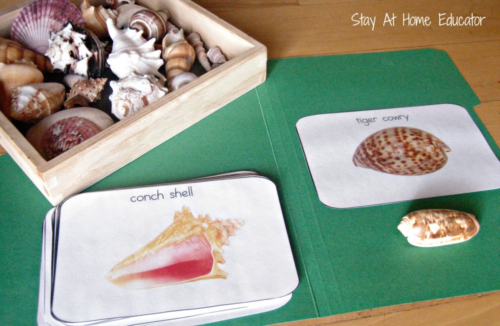 Matching seashells with nomenclature cards in ocean preschool unit - Stay At Home Educator
