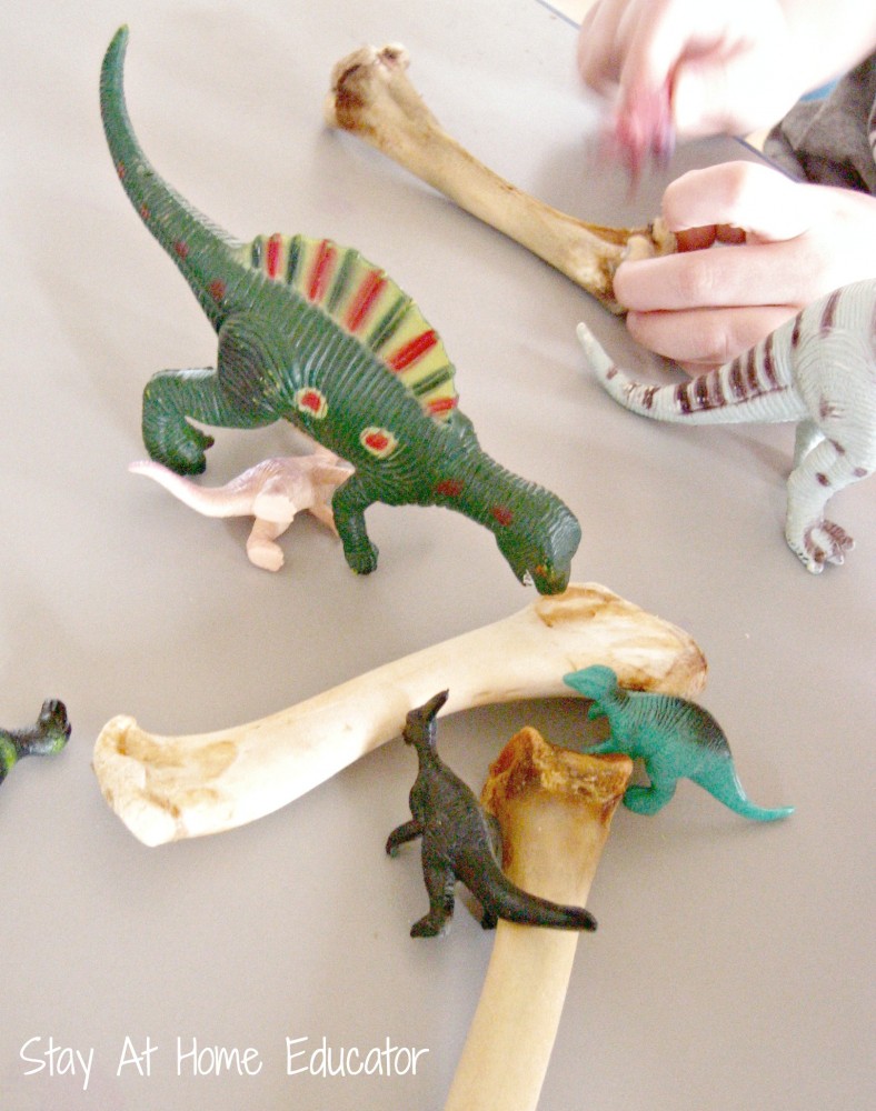 Dinosaur pretend play with dried turkey bones - Stay At Home Educator