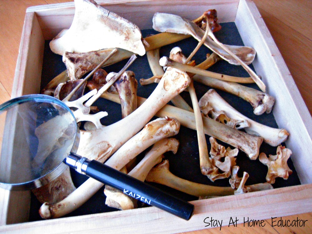 Investigating Dinosaur bones - Stay At Home Educator