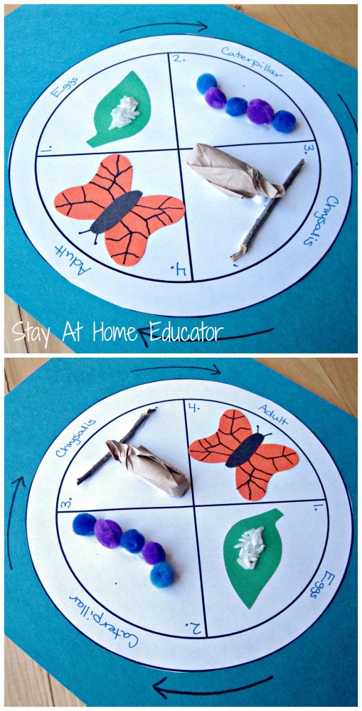 3D life cycle of a butterfly craft - Stay At Home Educator