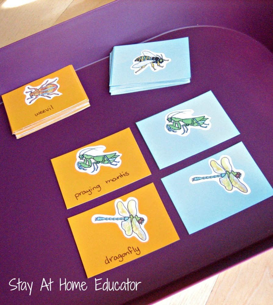 Insect matching activity - Stay At Home Educator