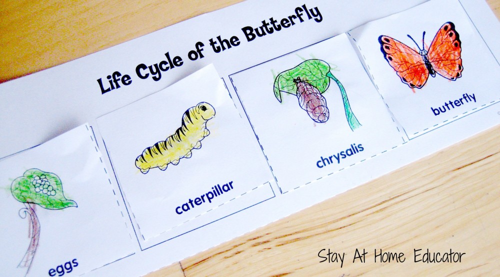 Life cycle of a butterfly - Stay At Home Educator