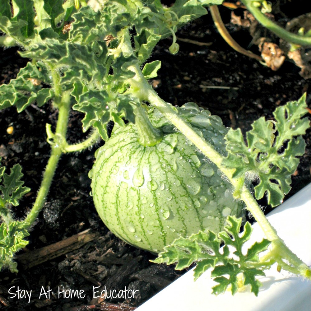 Baby watermellon - Stay At Home Educator