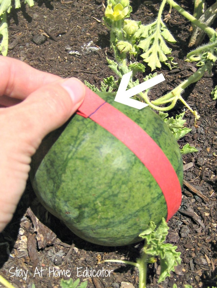 Measuring the length of a wwatermelon - Stay At Home Educator