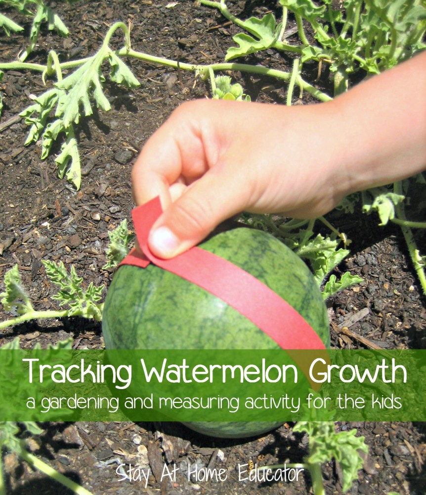 Tracking watermelon growth, a gardening and measuring activity for the kids - Stay At Home Educator