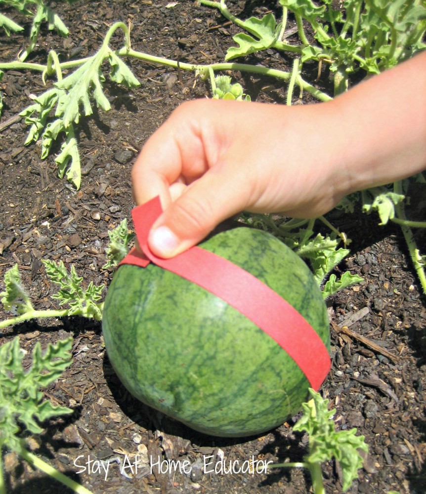 measuring watermelons - Stay At Home Educator