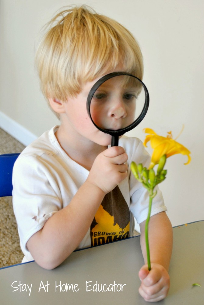 Investing flowers while learning about our sense of sight - Stay At Home Educator