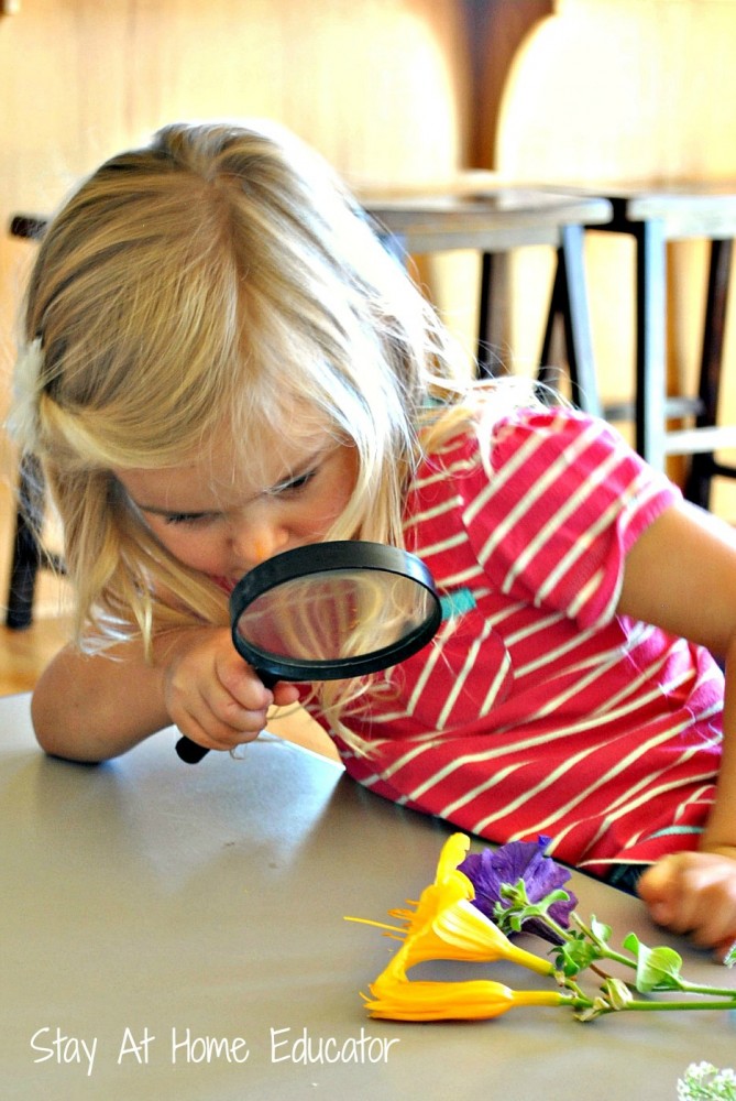 Using a magnifying glass to explore our sense of sight - Stay At Home Educator