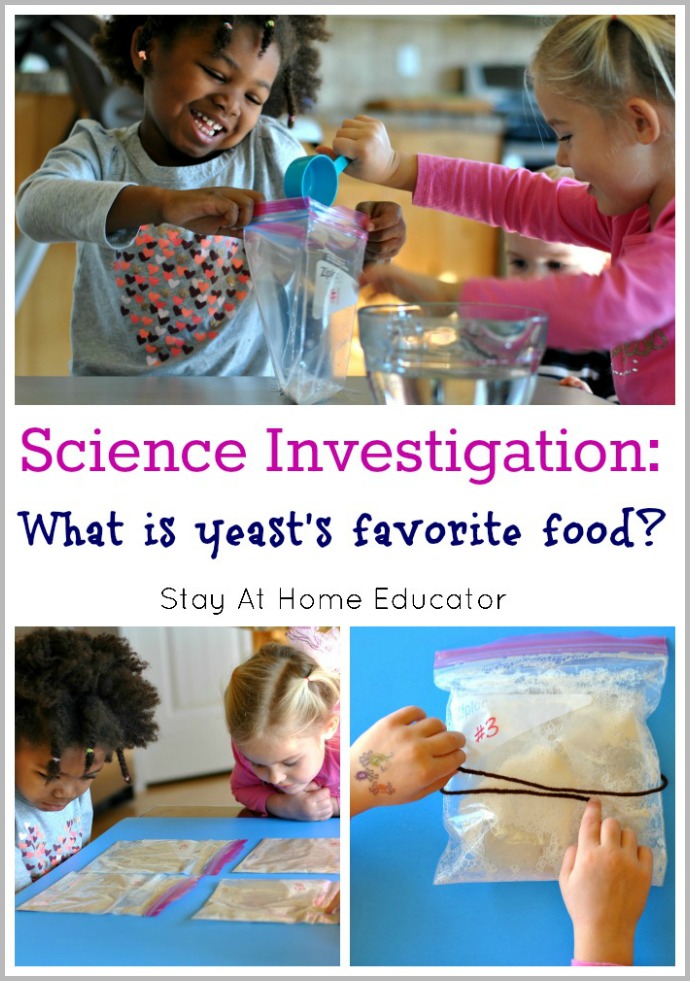 Science Investigation - What is Yeast's Favorite Food - by Stay At Home Educator