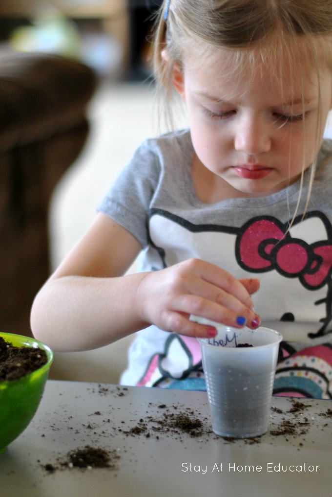 Planting sunflower seeds with preschoolers