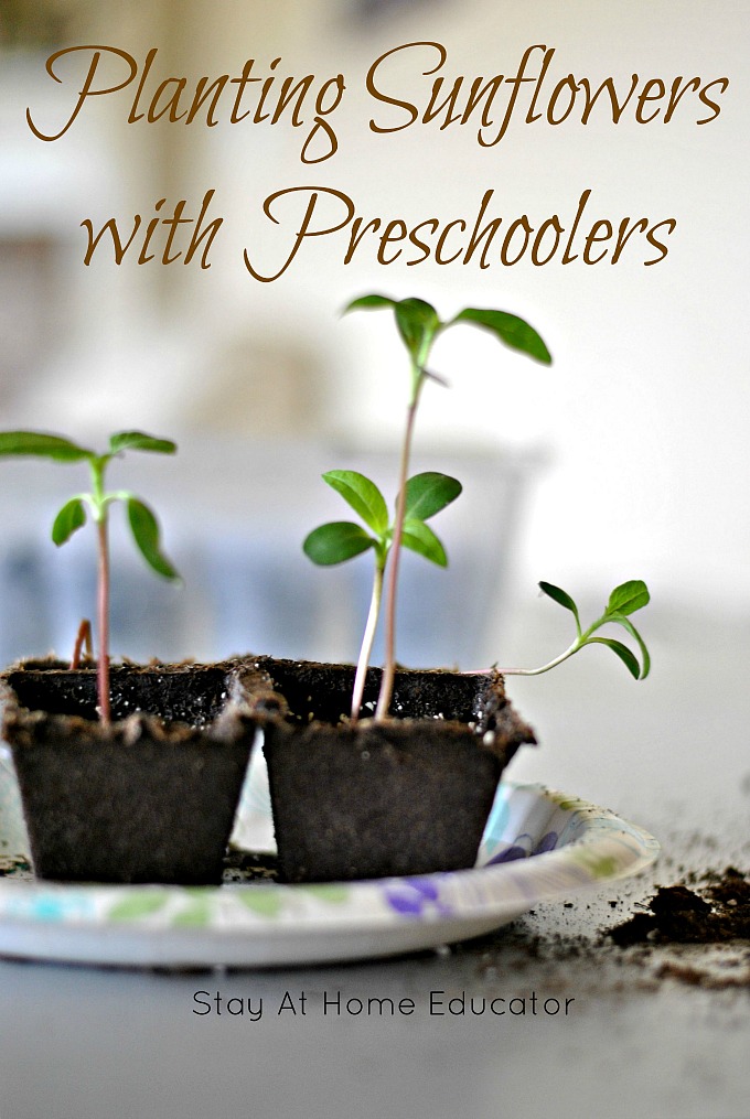 Planting activities and gardening activities are wonderful to do with preschoolers. Planting sunflowers is a great way to teach care and responsibility, and they're so proud when they see their plants bloom! Perfect for a preschool gardening theme! Gardening with kids, gardening with preschoolers, planting with kids. #gardening #preschool