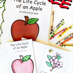 apple life cycle printable book | apple activities for preschoolers |