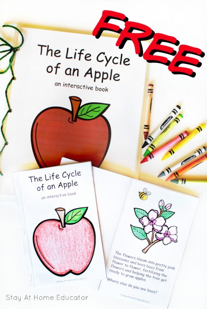 Apple Life Cycle Printable booklet and class book for apple theme in preschool, kindergarten and beyond