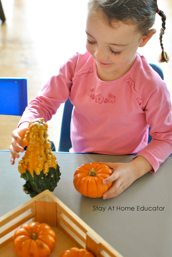 pumpkins and pine cones fall science center for preschoolers | using measuring scale for weight measurement activities for preschool | fall science for preschool | preschooler investigating gourds