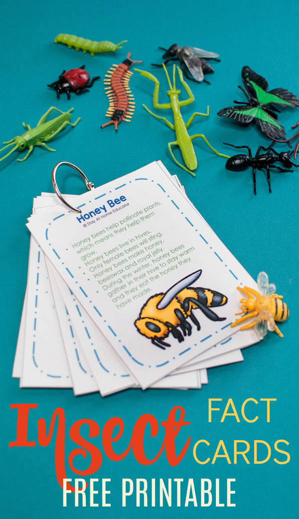 Insect fact cards for a preschool insect theme