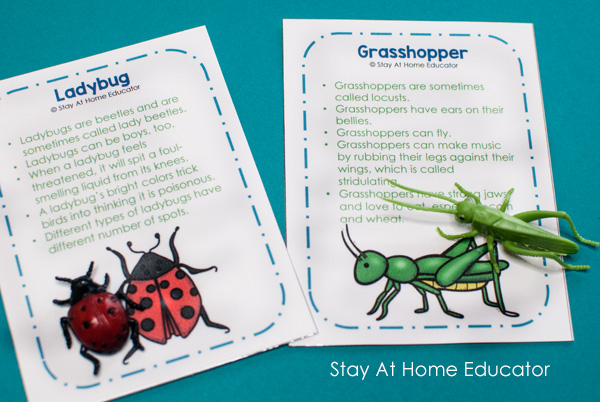 Preschool insect theme fact cards for a matching activity
