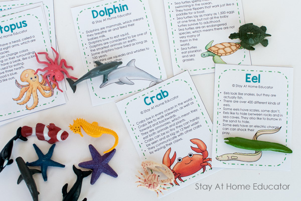 Ocean activities for preschoolers - animal facts