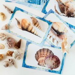 Seashell printable activity for preschoolers
