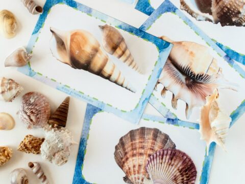 Image for Teach Pre-Reading Skills with Seashell Matching Cards
