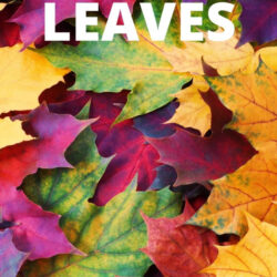 homeschool preschool lesson plans for a leaves theme
