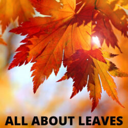 all about leaves lesson plans for preschoolers and toddlers