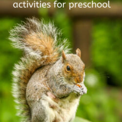 nuts, seeds, and fall animals free activities for preschool