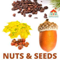 nuts and seeds lesson plans for toddler fall theme