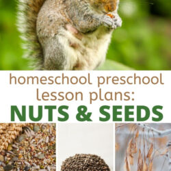 nuts and seeds homeschool preschool lesson plans