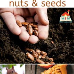 fall themed lesson plans nuts and seeds