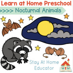 learn at home preschool nocturnal animals theme