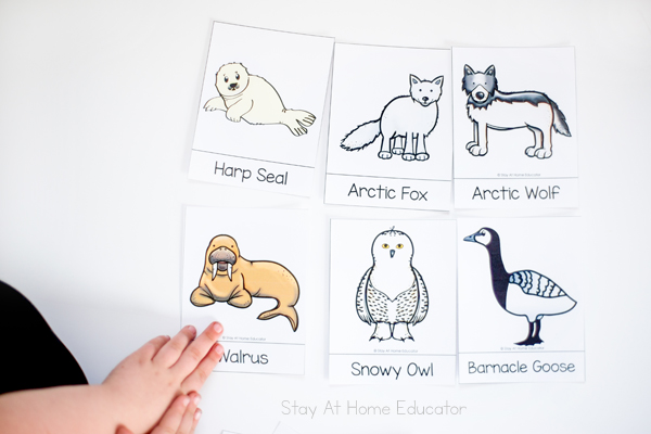 free lesson plans for arctic animals preschool theme
