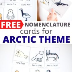 free nomenclature cards for arctic theme