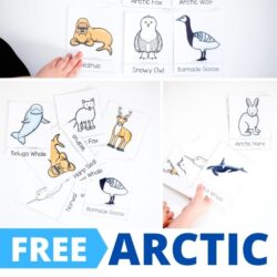 free arctic animals nomenclature printables