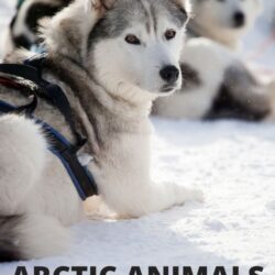 arctic animals preschool theme lesson plans