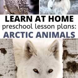 learn at home preschool lesson plans for an arctic animals theme