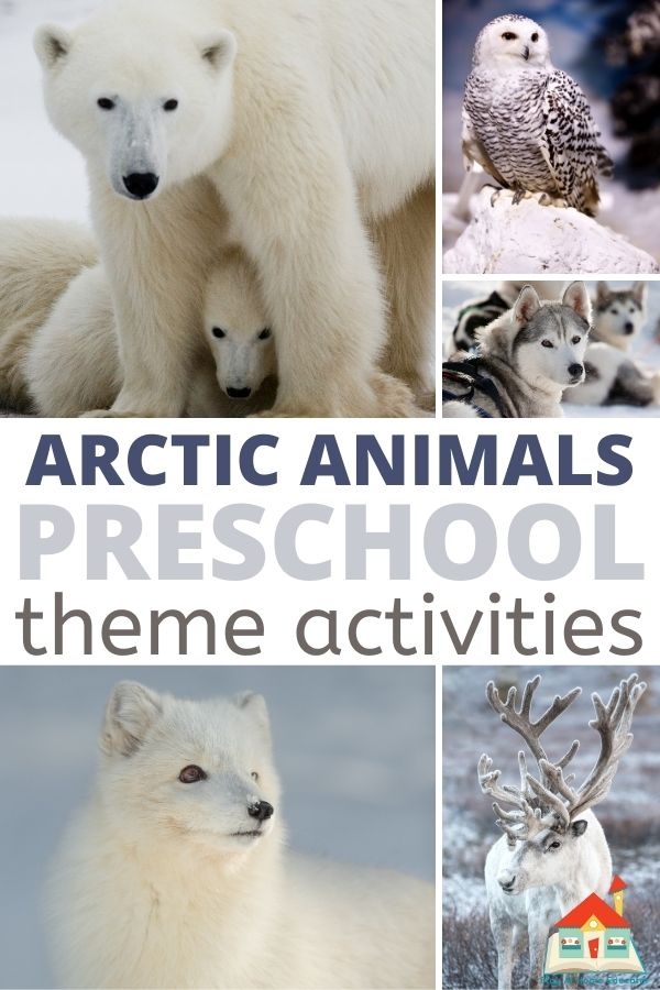 arctic animals preschool theme activities