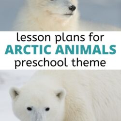 free lesson plans for arctic animals preschool theme