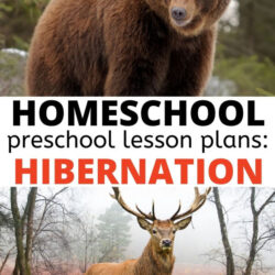 free homeschool preschool lesson plans for hibernation theme