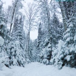 image of snowy woods and ice and snow | winter activities for toddlers | winter themes for preschool |