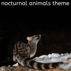free lesson plans for preschool nocturnal animals theme