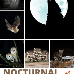 nocturnal animals preschool theme activities
