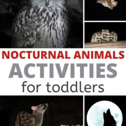 nocturnal animals activities for toddlers