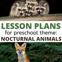 free lesson plans for preschool nocturnal animals theme