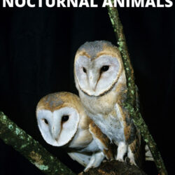 learn at home preschool lesson plans about nocturnal animals
