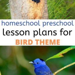 free homeschool preschool lesson plan for a bird theme