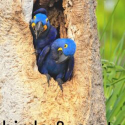 free birds and nests activities for preschoolers and toddlers