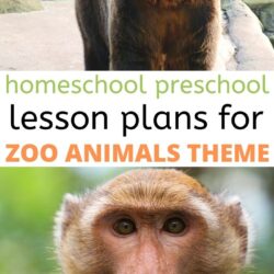 free homeschool preschool lesson plans for zoo animals theme